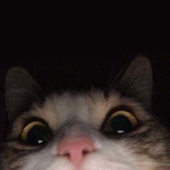 arinheeel 的头像