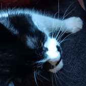 urcat 的头像