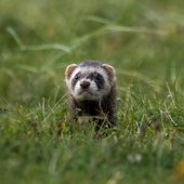 Poblecat