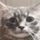 muiigei 的头像