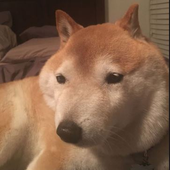 Avatar for monj1