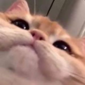 Avatar for EnbyEnvy
