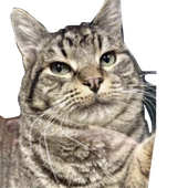 Avatar for terumafu