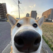 usharet 的头像