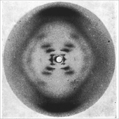 Avatar for prototaxites