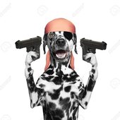 63596623-dog-in-a-pirate-costume-holding-guns-isolated-on-white.jpg