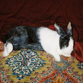 Avatar für Lagomorphile