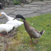 WubbaDuck 的头像