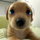 Avatar for blepblkop