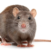 ratenjoyerr 的头像