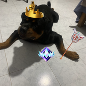 nqahh 的头像
