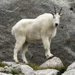 SEIFELDENN