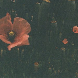 Image for 'contentment'