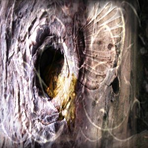 Image for 'The Birds Fly Overhead'
