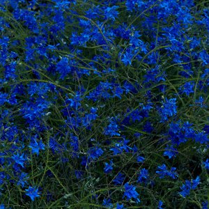 Image for 'Gift Songs'
