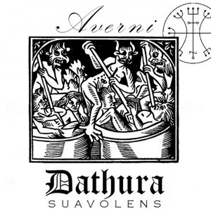 Image for 'Dathura Suavolens'
