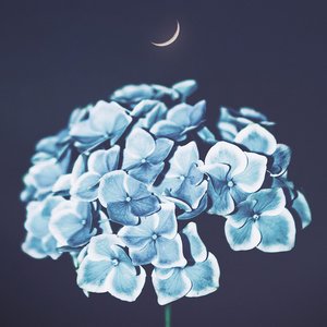 Bild für 'In Moonlight'