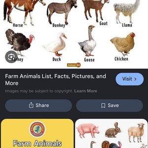 Imagem de 'Animals Of The Farm'