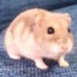 lolhammy