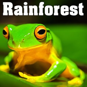 Image for 'Rainforest - Sounds of Nature'