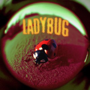 Bild für 'Ladybug'