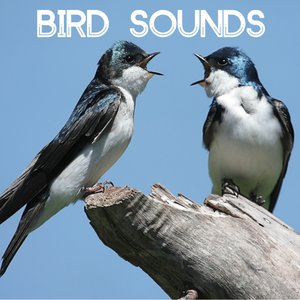 Image for 'Bird Sounds'