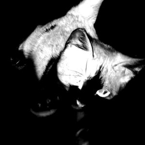 Imagem de 'blanc'