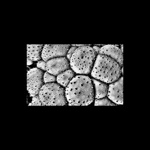 Image for 'Fingerprints'