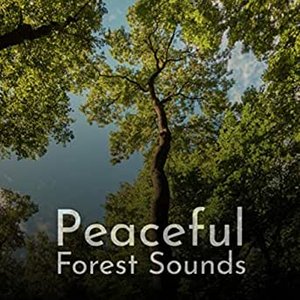 “Peaceful Forest Sounds”的封面