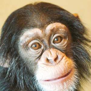 “BadAss”的封面