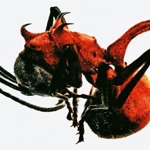 Image for 'ANT'