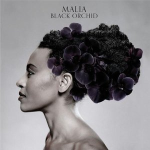 Image pour 'Black Orchid'