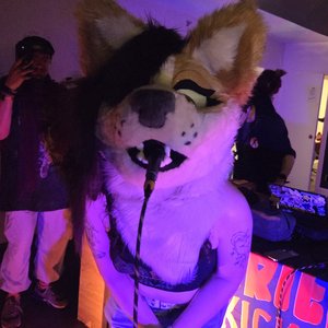 Image for 'MAILPUP'