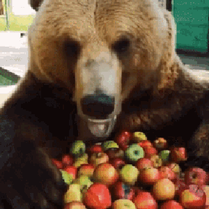 Slothbearinc