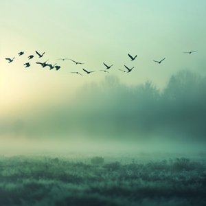 Image for 'Flying South (Nature)'