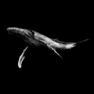 Image for 'WHALE SOUNDS'