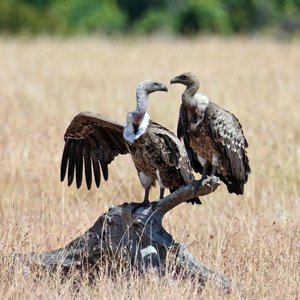 “Vulture 2”的封面