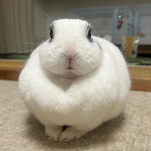 twocupaphixe