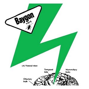 Image for 'Baygon Vert'