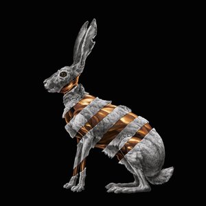 'Jackrabbit'の画像