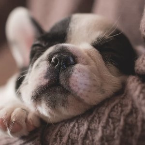 Изображение для 'Music for Calming Dogs'