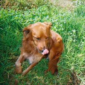 Image for 'dog with a bone'