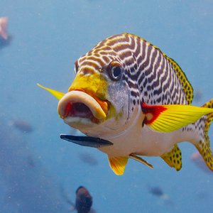 “sweet-ishfish”的封面