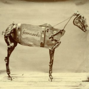 Bild für 'The Horse Comanche'