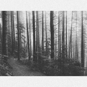 Zdjęcia dla 'Hollow Forest'