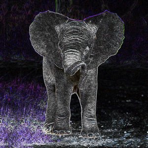 Image for 'The Edge-Detected Elephant of Sorrow'