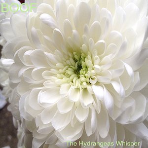 Image for 'The Hydrangeas Whisper'