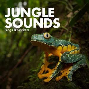 Bild für 'Sounds of the Jungle'