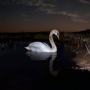 Image for 'Is Peace Wild?'