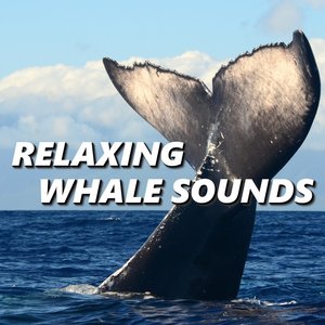 Image pour 'Relaxing Whale Sounds'
